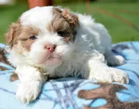 Sarge Shihpoo ML1, a male Shihpoo for sale in Kendallville, IN – Photo 1 of 7