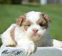 Sarge Shihpoo ML1, a male Shihpoo for sale in Kendallville, IN – Photo 7 of 7