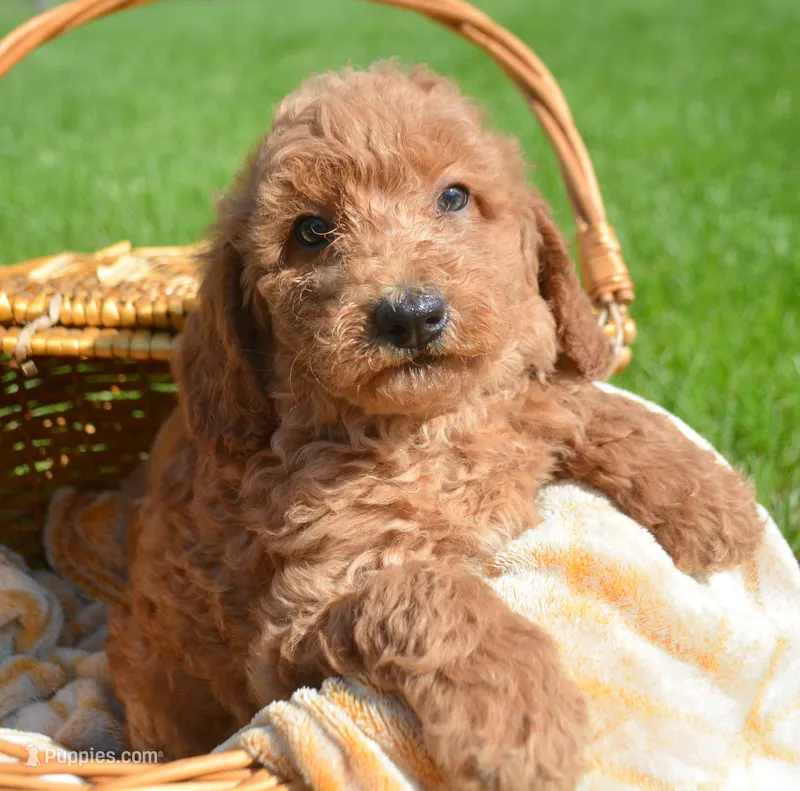 Dani Micro GD F5 – Miniature Goldendoodle puppy for sale in Kendallville, IN