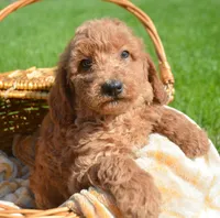 Dani Micro GD F5, a female Miniature Goldendoodle for sale in Kendallville, IN – 2 of 7