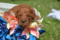 Dawn MGD F3, a male Miniature Goldendoodle for sale in Kendallville, IN – 2 of 3