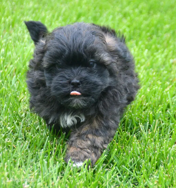 Sal Shihpoo Ml 2-2 – Shihpoo puppy for sale in Kendallville, IN