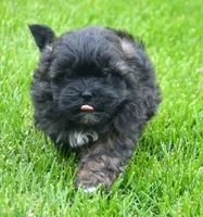 Sal Shihpoo Ml 2-2, a male Shihpoo for sale in Kendallville, IN – 6 of 10