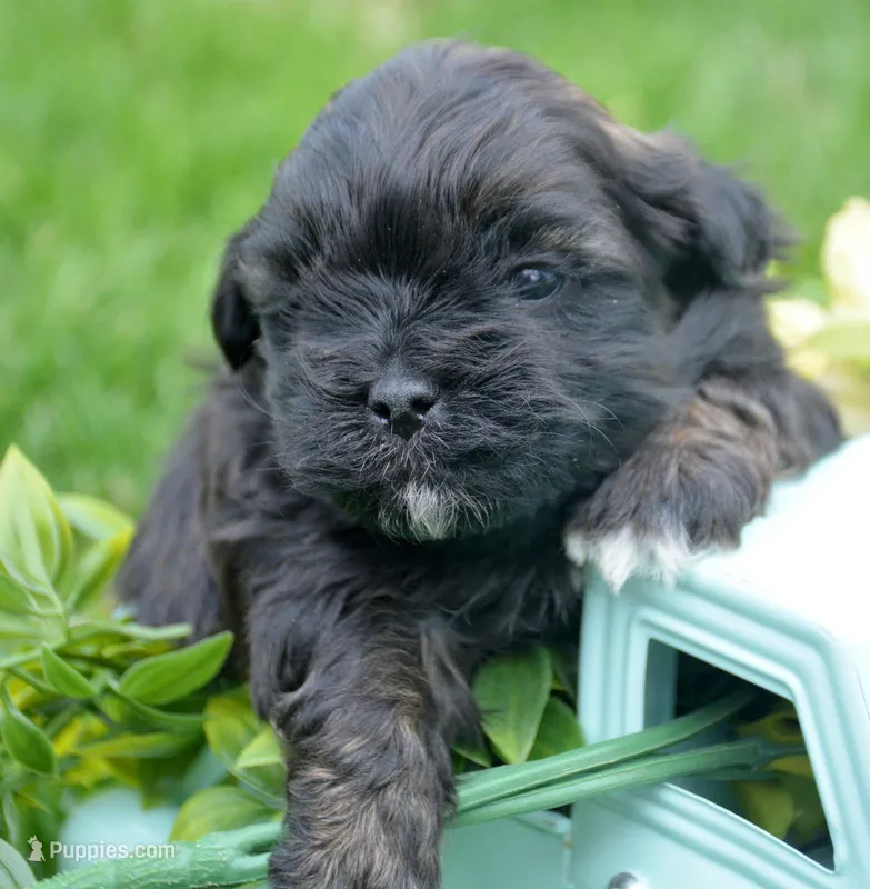 Sal Shihpoo Ml 2-2 – Shihpoo puppy for sale in Kendallville, IN