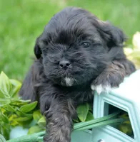 Sal Shihpoo Ml 2-2, a male Shihpoo for sale in Kendallville, IN – Photo 4 of 7
