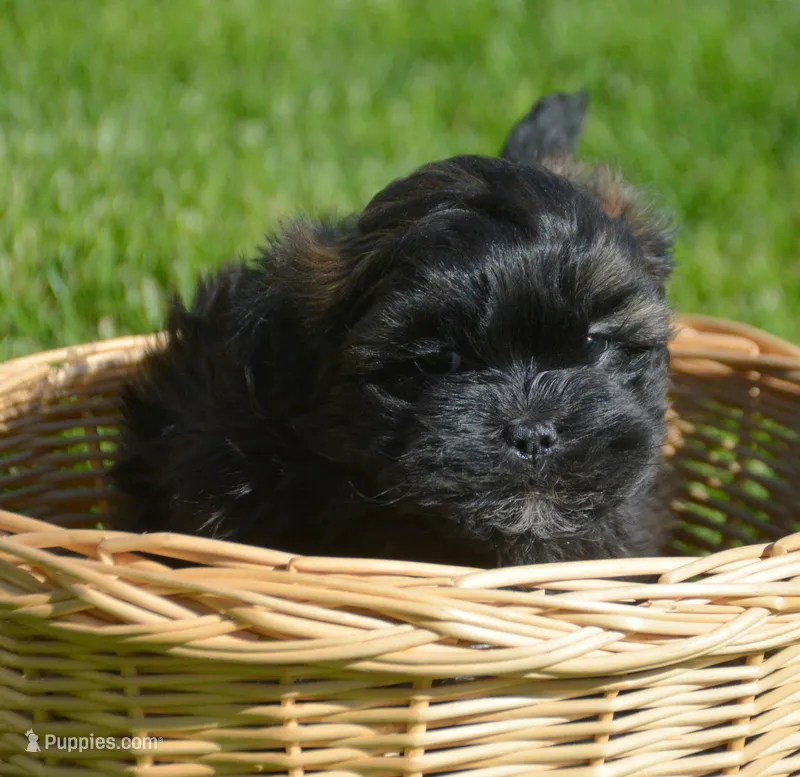 Sal Shihpoo Ml 2-2 – Shihpoo puppy for sale in Kendallville, IN