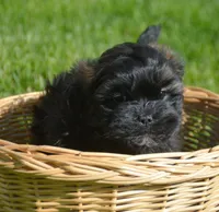 Sal Shihpoo Ml 2-2, a male Shihpoo for sale in Kendallville, IN – Photo 1 of 7