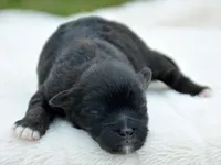 Sal Shihpoo Ml 2-2, a female Shihpoo for sale in Kendallville, IN – Photo 1 of 2