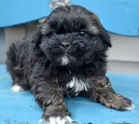 Sal Shihpoo Ml 2-2, a male Shihpoo for sale in Kendallville, IN – Photo 2 of 7