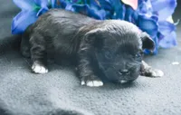 Sal Shihpoo Ml 2-2, a male Shihpoo for sale in Kendallville, IN – Photo 7 of 7