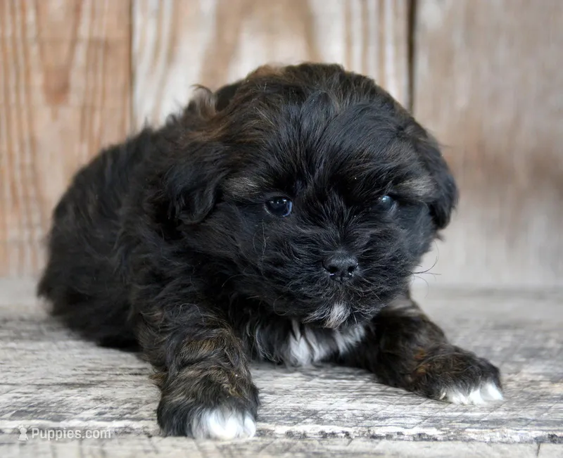 Sal Shihpoo Ml 2-2 – Shihpoo puppy for sale in Kendallville, IN