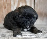 Sal Shihpoo Ml 2-2, a male Shihpoo for sale in Kendallville, IN – Photo 3 of 7