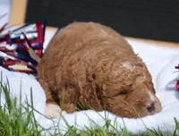 Duce MGD M1, a male Miniature Goldendoodle for sale in Kendallville, IN – 3 of 3