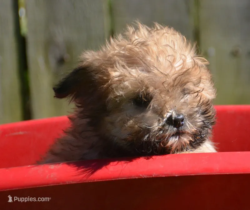 Shelly Shihpoo f3 – Shihpoo puppy for sale in Kendallville, IN