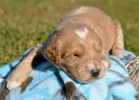 Denny Micro GD ML3, a male Miniature Goldendoodle for sale in Kendallville, IN – 2 of 2