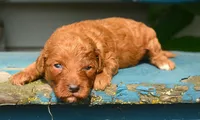 Dani Micro GD F5, a female Miniature Goldendoodle for sale in Kendallville, IN – 1 of 1