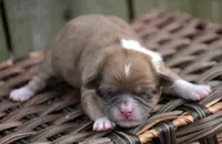 Sasha Shihpoo FM3, a female Shihpoo for sale in Kendallville, IN – Photo 1 of 2