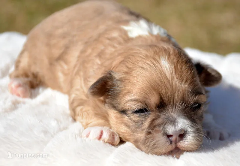 Sasha Shihpoo FM3 – Shihpoo puppy for sale in Kendallville, IN