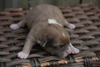 Sasha Shihpoo FM3, a female Shihpoo for sale in Kendallville, IN – Photo 2 of 2