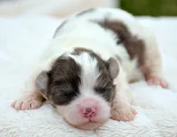 Sara Shihpoo FM2-3, a female Shihpoo for sale in Kendallville, IN – Photo 2 of 2