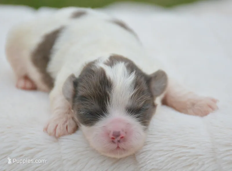 Sara Shihpoo FM2-3 – Shihpoo puppy for sale in Kendallville, IN