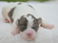 Sara Shihpoo FM2-3, a female Shihpoo for sale in Kendallville, IN – Photo 1 of 2