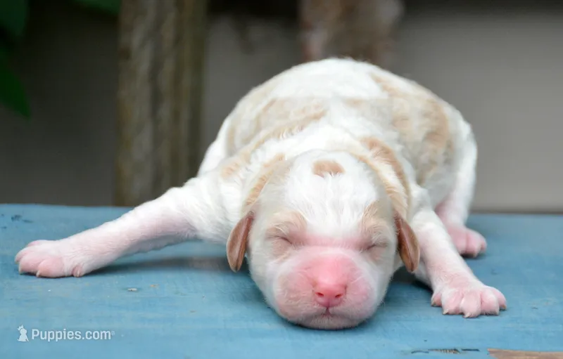 Doug MGD ML 4 – Miniature Goldendoodle puppy for sale in Kendallville, IN