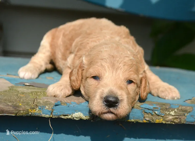 Deedee Micro GD F8 – Miniature Goldendoodle puppy for sale in Kendallville, IN