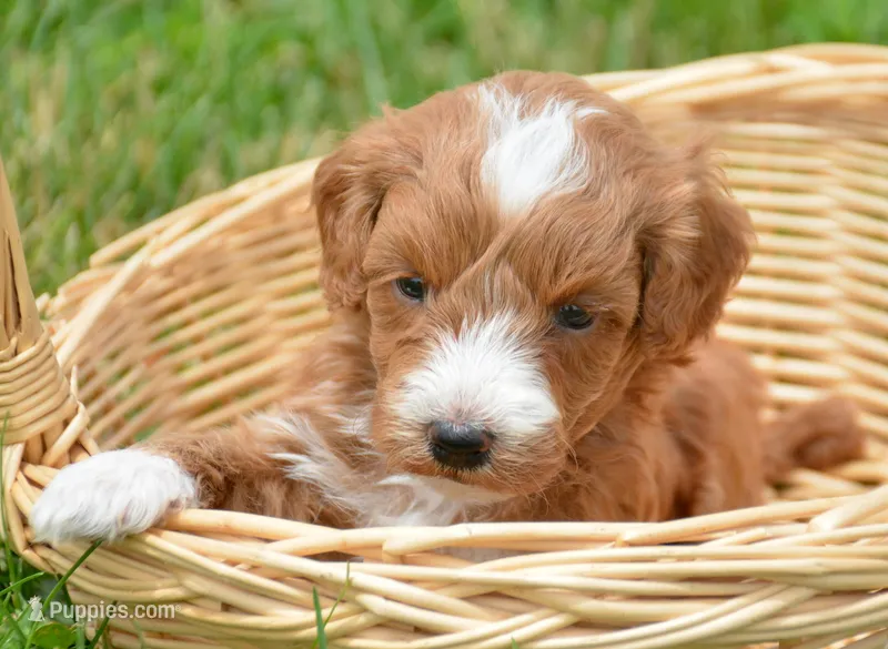 3rd pick fml micro GD – Miniature Goldendoodle puppy for sale in Kendallville, IN