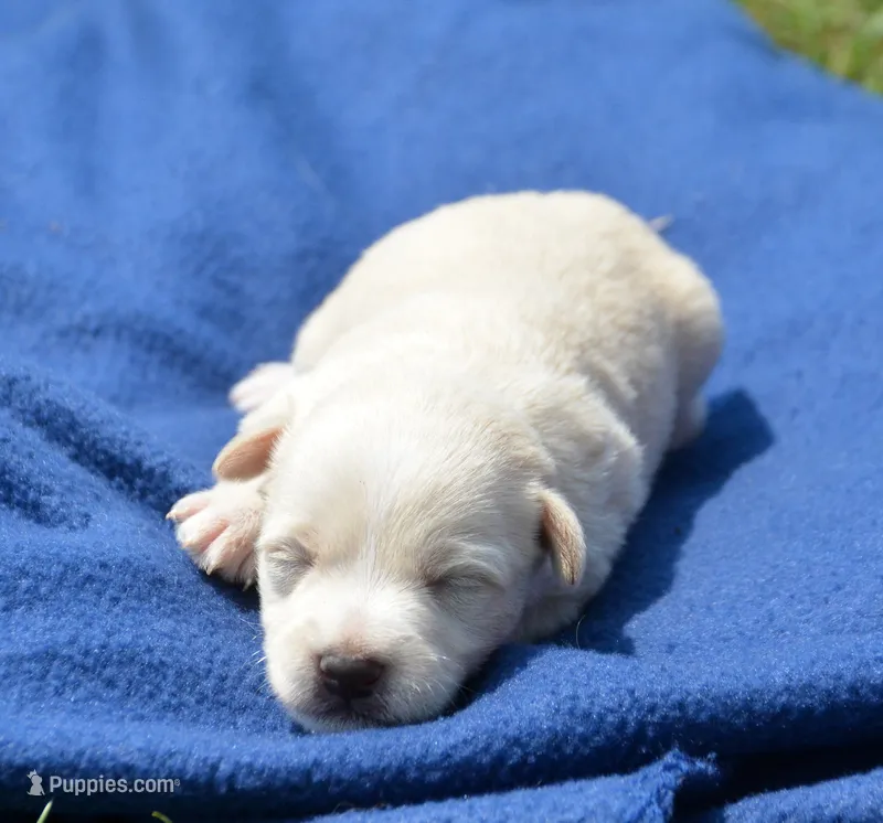 Sally Mini Schnoodle F3 – Schnoodle puppy for sale in Kendallville, IN