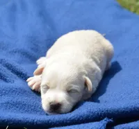 Sally Mini Schnoodle F3, a male Schnoodle for sale in Kendallville, IN – 1 of 1