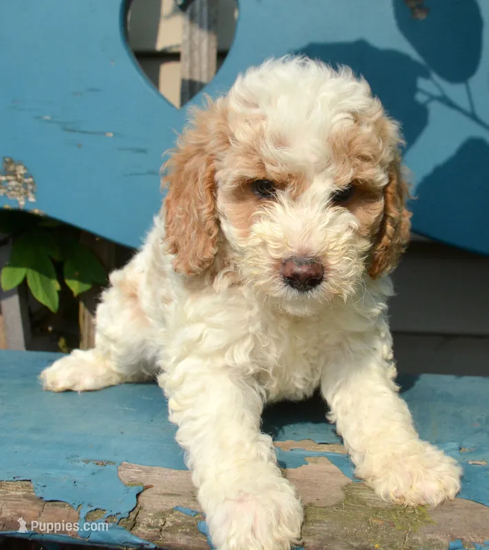 Danny Micro GD M 2 – Miniature Goldendoodle puppy for sale in Kendallville, IN