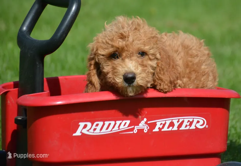 Daisy Micro GD F4 – Miniature Goldendoodle puppy for sale in Kendallville, IN