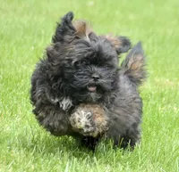 Sal Shihpoo Ml 2-2, a male Shihpoo for sale in Kendallville, IN – 1 of 10