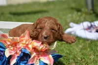 Duffy MGD F4, a male Miniature Goldendoodle for sale in Kendallville, IN – 2 of 3