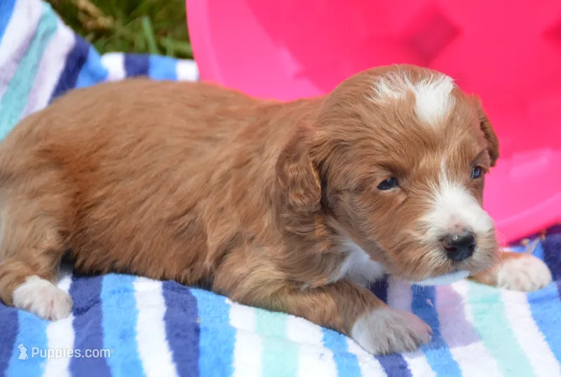 3rd pick fml micro GD – Miniature Goldendoodle puppy for sale in Kendallville, IN