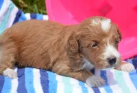 Dina fml micro GD, a female Miniature Goldendoodle for sale in Kendallville, IN – 3 of 5