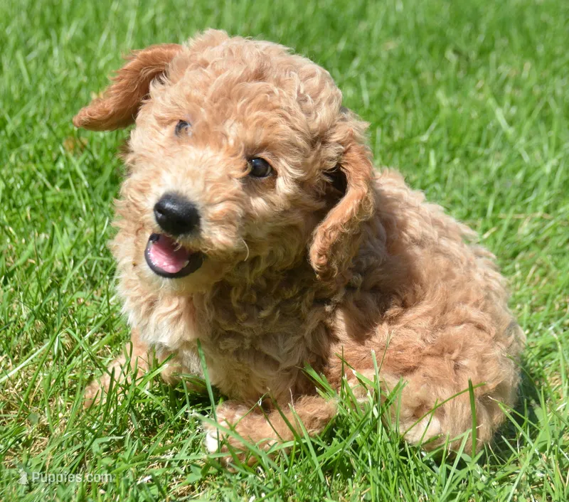 Dotty Micro GD F2 – Miniature Goldendoodle puppy for sale in Kendallville, IN