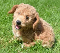 Dotty Micro GD F2, a female Miniature Goldendoodle for sale in Kendallville, IN – 1 of 7