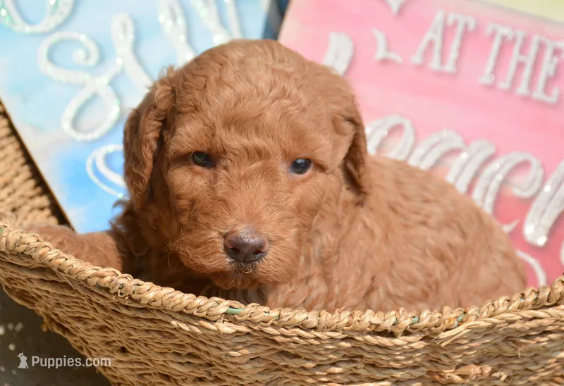 Duncan Micro GD M1 – Miniature Goldendoodle puppy for sale in Kendallville, IN