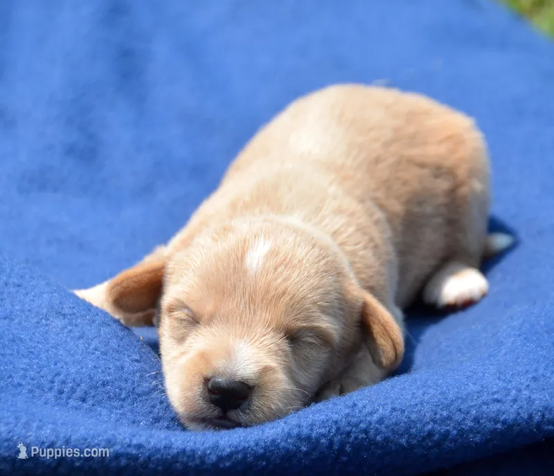 Sonny Mini Schnoodle M1 – Schnoodle puppy for sale in Kendallville, IN