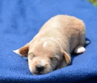Sonny Mini Schnoodle M1, a male Schnoodle for sale in Kendallville, IN – 1 of 1