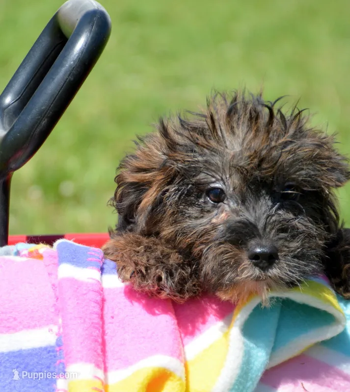 Percy Yorkiepoo M2 – Yorkipoo puppy for sale in Kendallville, IN