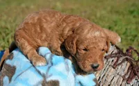 Donny MGD M1, a male Miniature Goldendoodle for sale in Kendallville, IN – 1 of 2