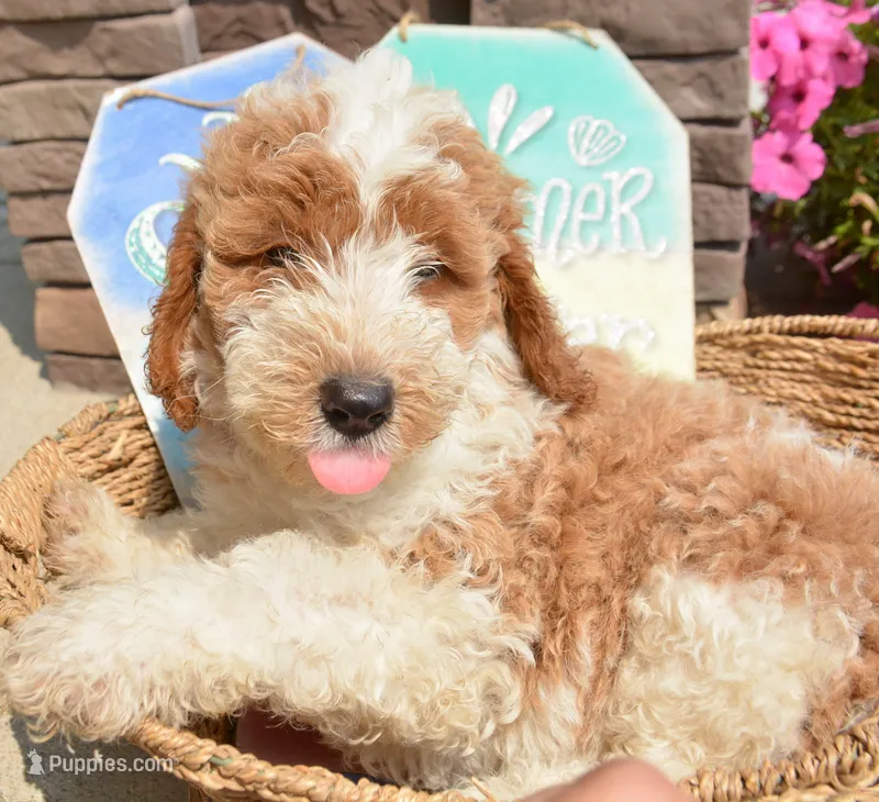 Dodger Micro GD ML 3 – Miniature Goldendoodle puppy for sale in Kendallville, IN