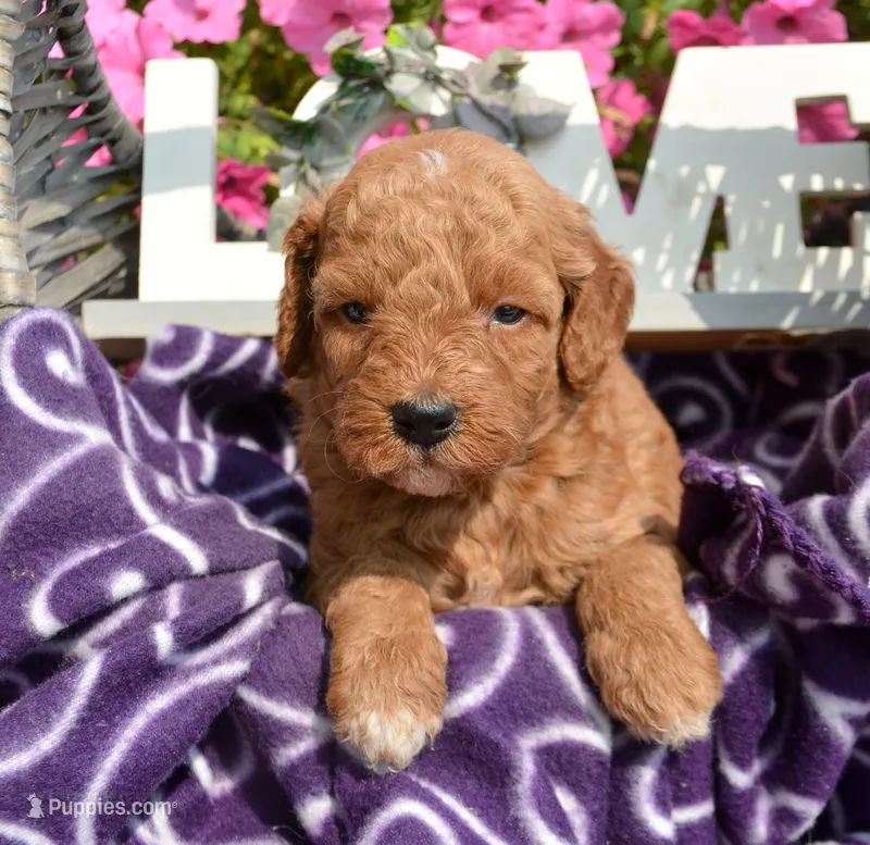 Dora Micro GD F7 – Miniature Goldendoodle puppy for sale in Kendallville, IN