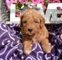 Dora Micro GD F7, a female Miniature Goldendoodle for sale in Kendallville, IN – 5 of 7