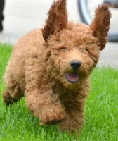 Dani Micro GD F5, a female Miniature Goldendoodle for sale in Kendallville, IN – 2 of 9