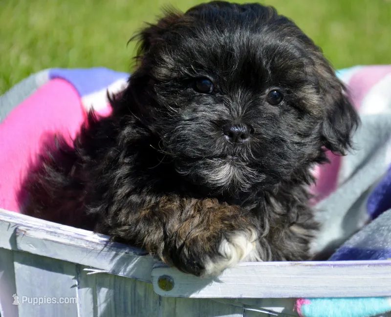Sal Shihpoo Ml 2-2 – Shihpoo puppy for sale in Kendallville, IN
