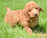 Dani Micro GD F5, a female Miniature Goldendoodle for sale in Kendallville, IN – 1 of 7